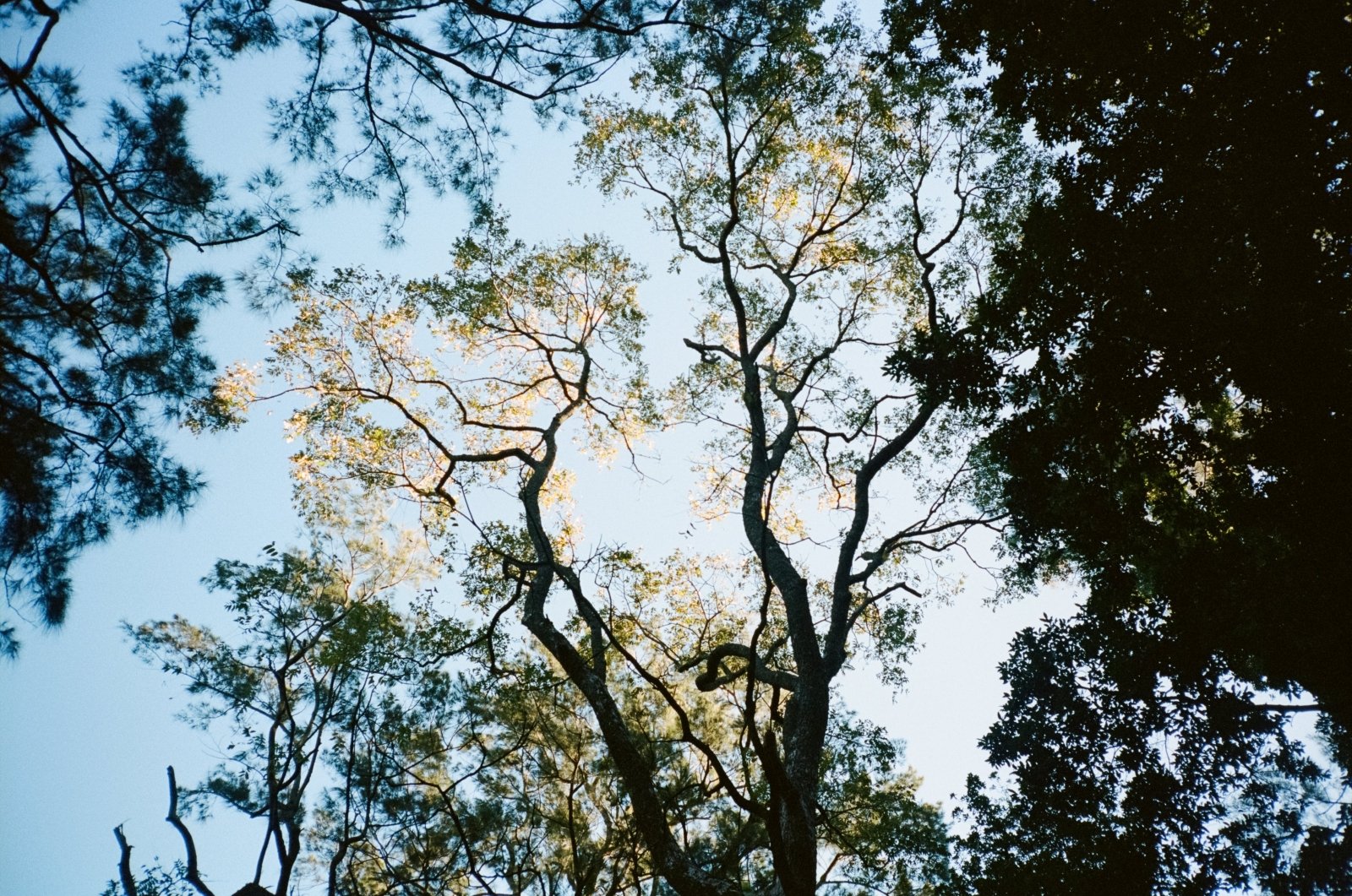 Kodak Portra 400 35mm – 5 rolls Pro-Pack - Camera Kangaroo