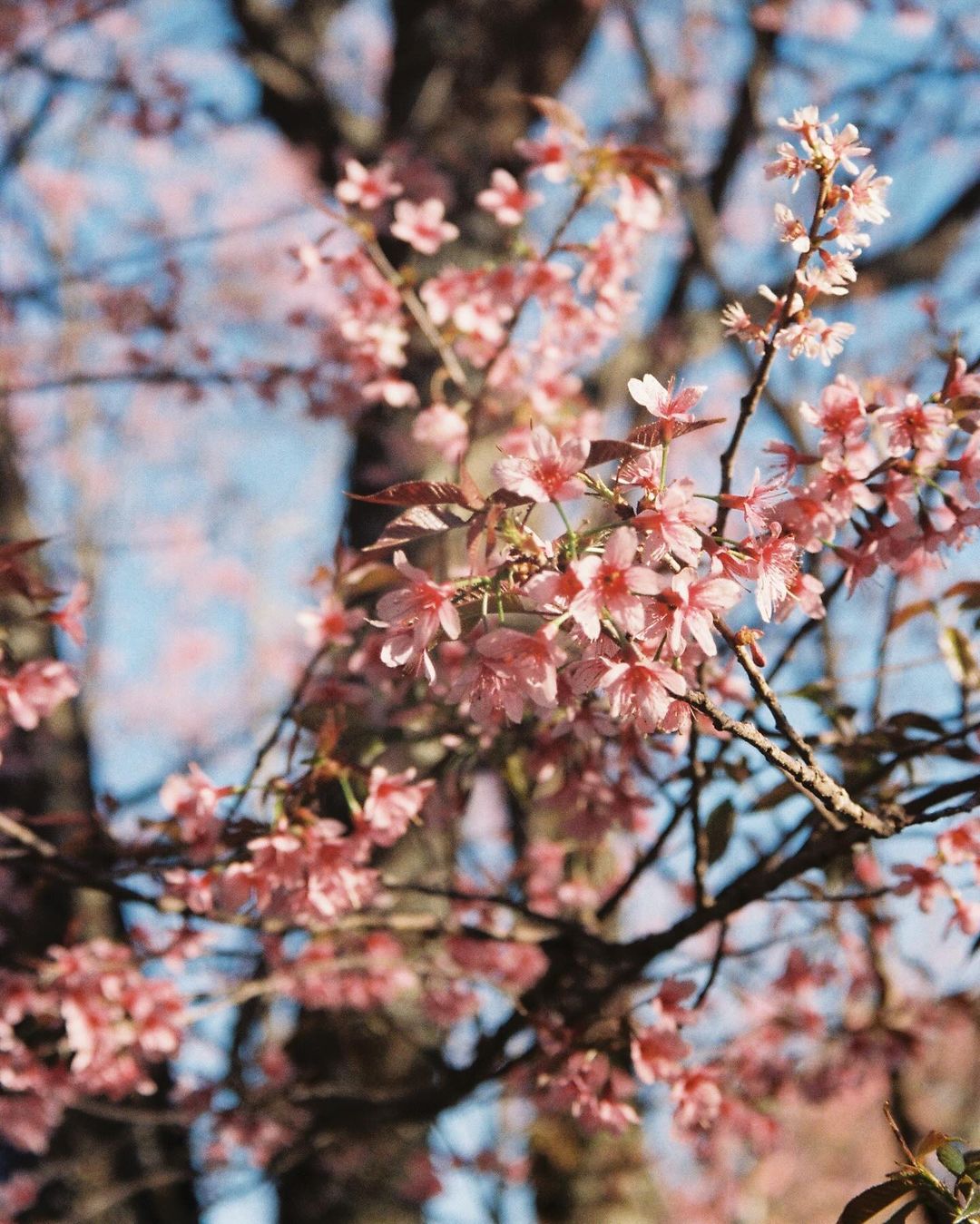 Olympus MJU Zoom 105 35mm Film Camera - Champagne - Camera Kangaroo